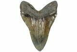 Serrated, Fossil Megalodon Tooth - South Carolina #310011-2